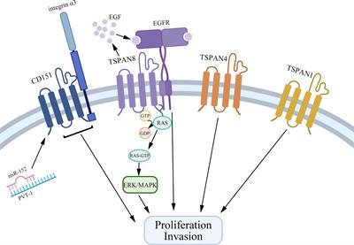 Tetraspanins: Novel Molecular Regulators of Gastric Cancer